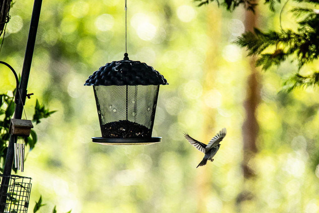 Backyard Birds NH-1472.jpg